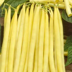 Dwarf French Bean 'Minodor Beurre'